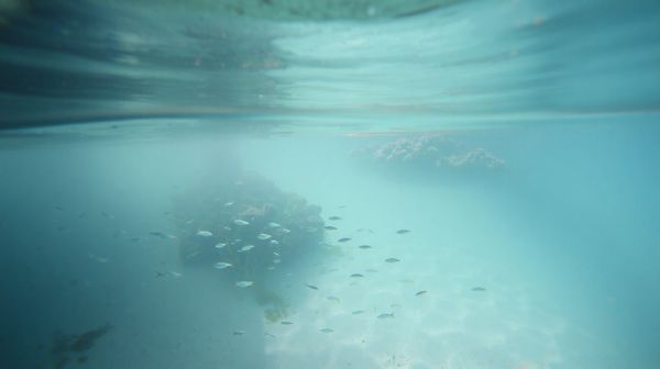 Découvrez les avantages de la plongée sous-marine